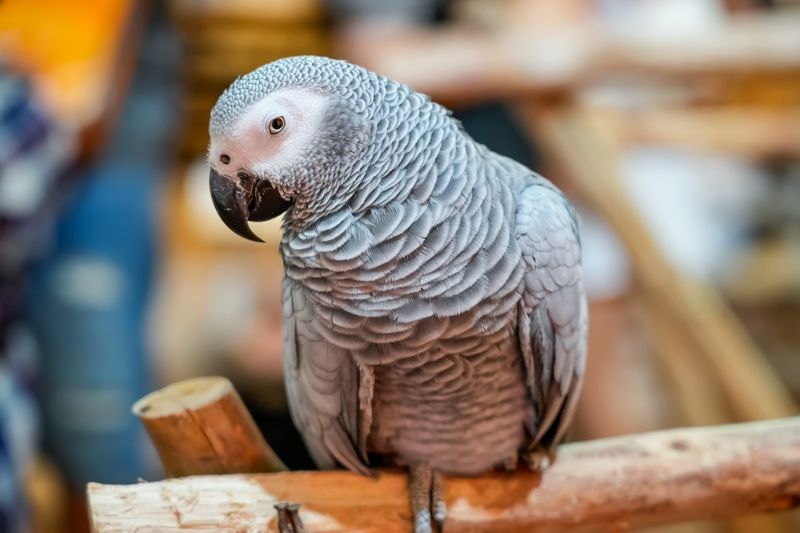 An African grey parrot sits on an artificial branch with a knowing cheeky facial expression.