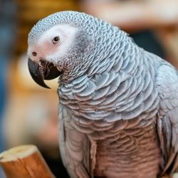 An African grey parrot sits on an artificial branch with a knowing cheeky facial expression.