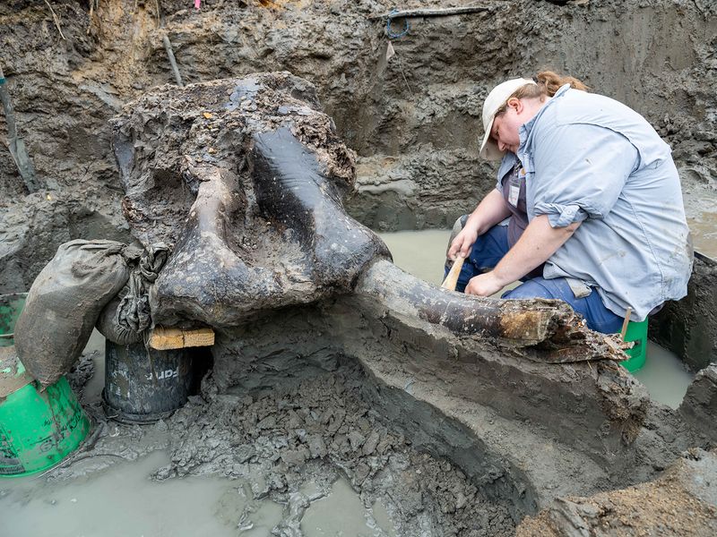 Veronica Mraz, a research archeologist at the University of Iowa Office of the State Archaeologist, working on the big ol' mastodon skeleton.