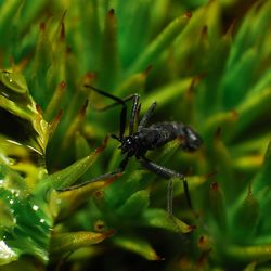 Close up of a small black wingless midge called Belgica antarctica on a green moss 