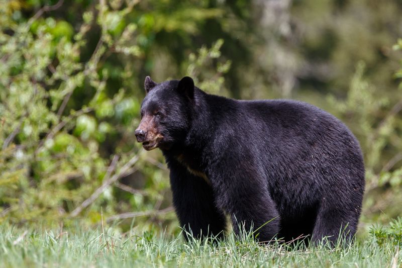 black bear against a blurred background of trees