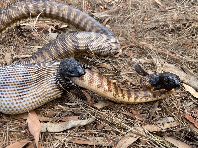 A Black-headed python is pictured consuming another black-headed python.