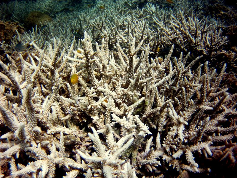 Bleached coral in the Gulf of Thailand