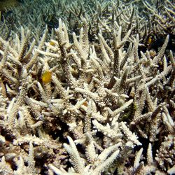 Bleached coral in the Gulf of Thailand