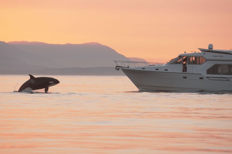 Still frame from video recording of recreational vessel M/V Cypress Point approaching killer whales near Roche Harbor, Washington, September 1, 2022. 