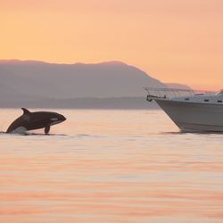 Still frame from video recording of recreational vessel M/V Cypress Point approaching killer whales near Roche Harbor, Washington, September 1, 2022. 
