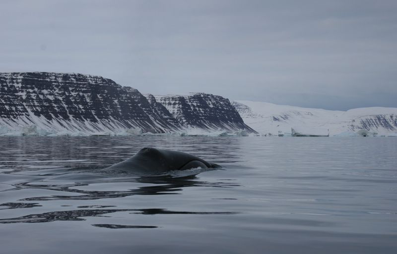 Bowhead whale swimming off the coast of Greenland in a calm sea with snowy cliffs in the background.