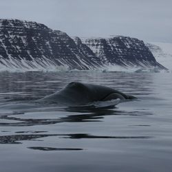 Bowhead whale swimming off the coast of Greenland in a calm sea with snowy cliffs in the background.