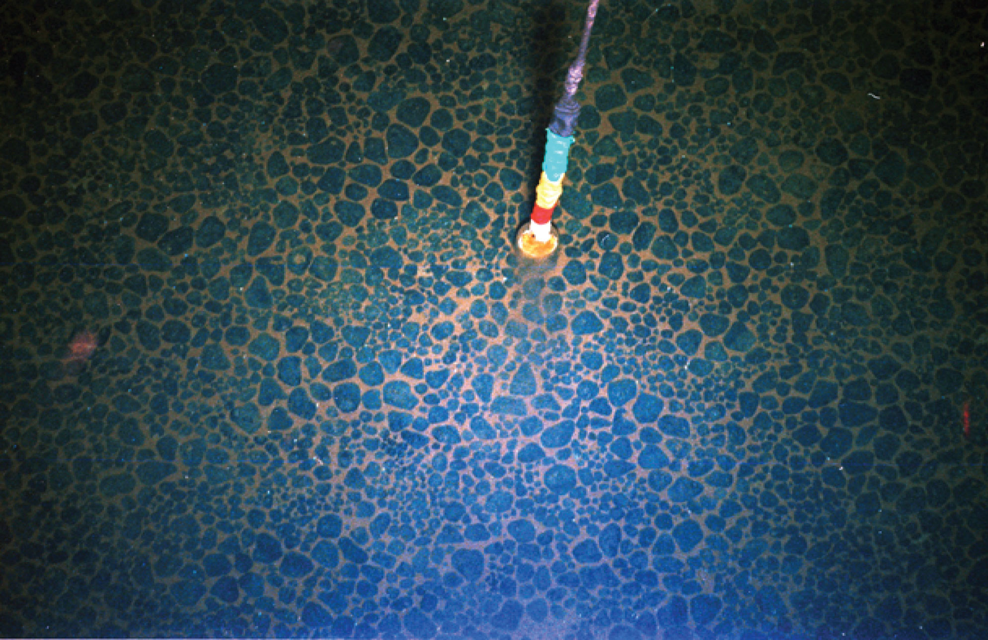 A bed of manganese nodules photographed on the deep offshore of the Cook Islands during a Japanese research cruise in the year 2000. A bed of manganese nodules photographed on the deep offshore of the Cook Islands during a Japanese research cruise in the year 2000.