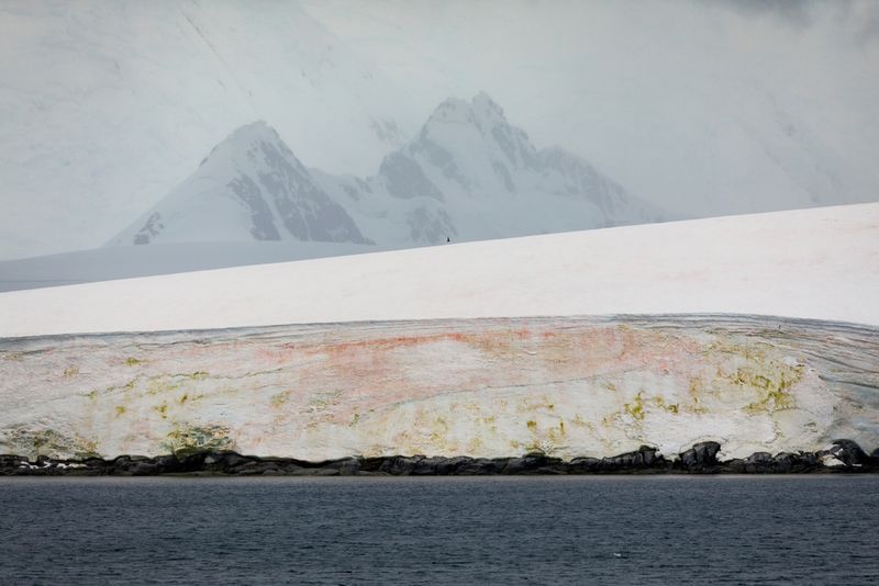 How glacier algae are challenging the way we think about evolution
