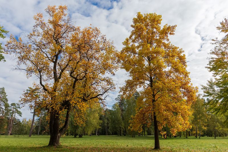 Two trees standing in a sparse wood covered in orange and yellow fall leaves
