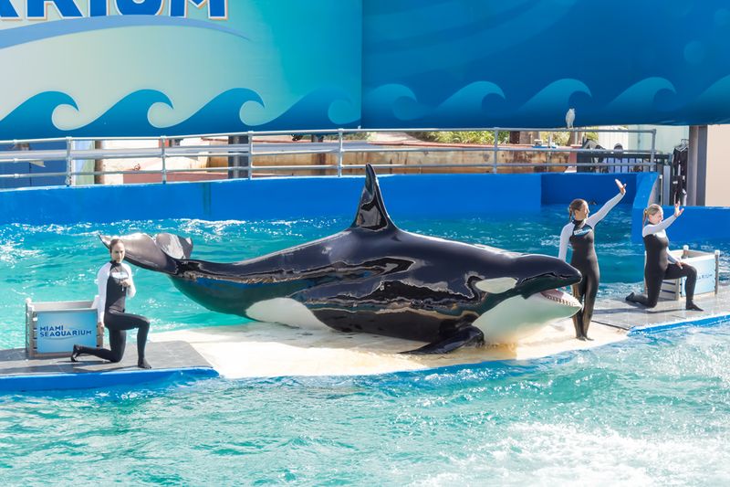 MIAMI,US - DECEMBER 8, 2013:The show of Lolita,the killer whale at the Miami Seaquarium.Founded in 1955,the facility receives over 500,000 visitors annually