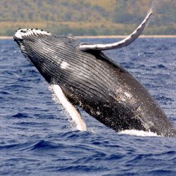 A humpback whale (Megaptera novaeangliae) breaching in the sea.