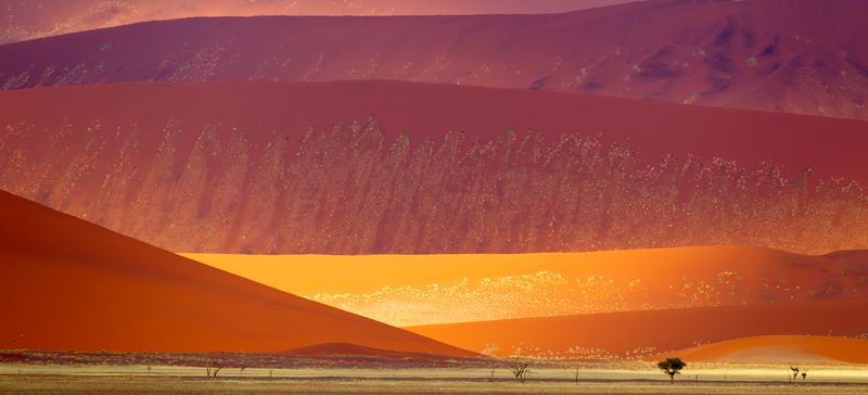 Vivid red sand dunes in the Namib-Naukluft National Park, Namibia.