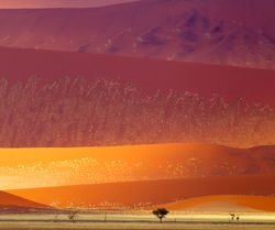 Vivid red sand dunes in the Namib-Naukluft National Park, Namibia.