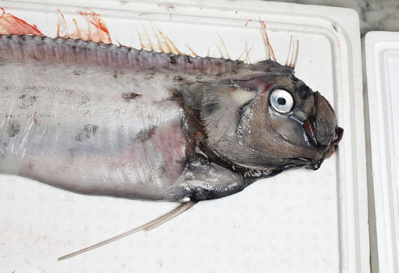 close-up of an oarfish specimen