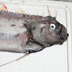 close-up of an oarfish specimen