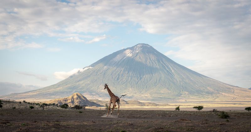 Giraffe running through dry savanna in front of volcano Ol Doinyo Lengai in Tanzania under cloudy and blue sky