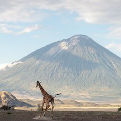Giraffe running through dry savanna in front of volcano Ol Doinyo Lengai in Tanzania under cloudy and blue sky