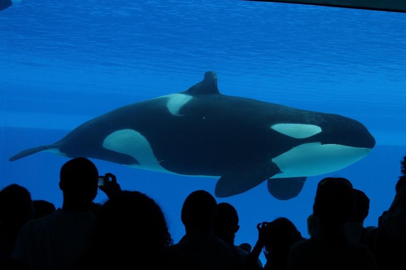 orca in captivity