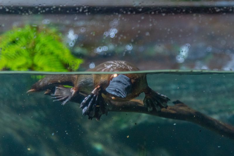 Photograph of a platypus sat on a branch underwater, the top of its body poking above the surface