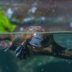 Photograph of a platypus sat on a branch underwater, the top of its body poking above the surface