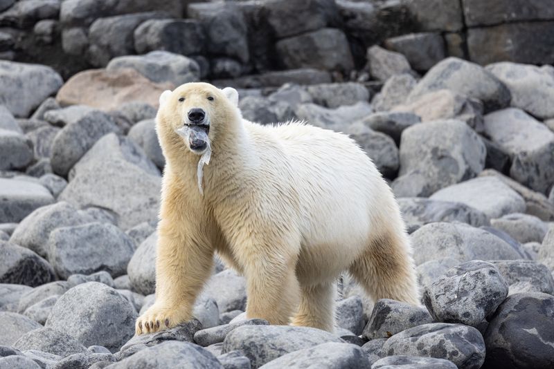 A polar bear plays with a piece of plastic - a stark reminder that even the uninhabited reaches of the Arctic are not exempt from the pervasive grip of plastic pollution. Kiepert Island, Svalbard