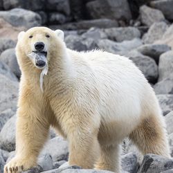 A polar bear plays with a piece of plastic - a stark reminder that even the uninhabited reaches of the Arctic are not exempt from the pervasive grip of plastic pollution. Kiepert Island, Svalbard