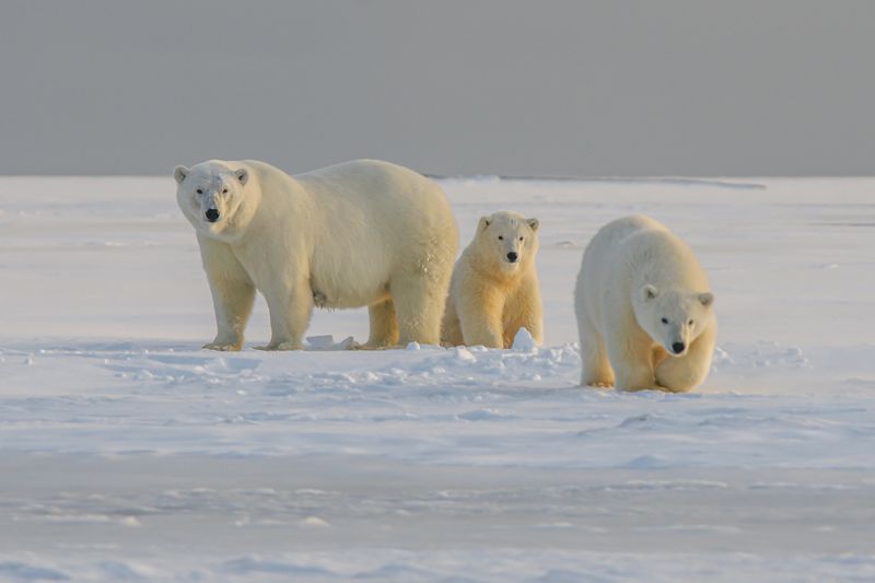 A trio family of polar bears in the snow Arctic background.