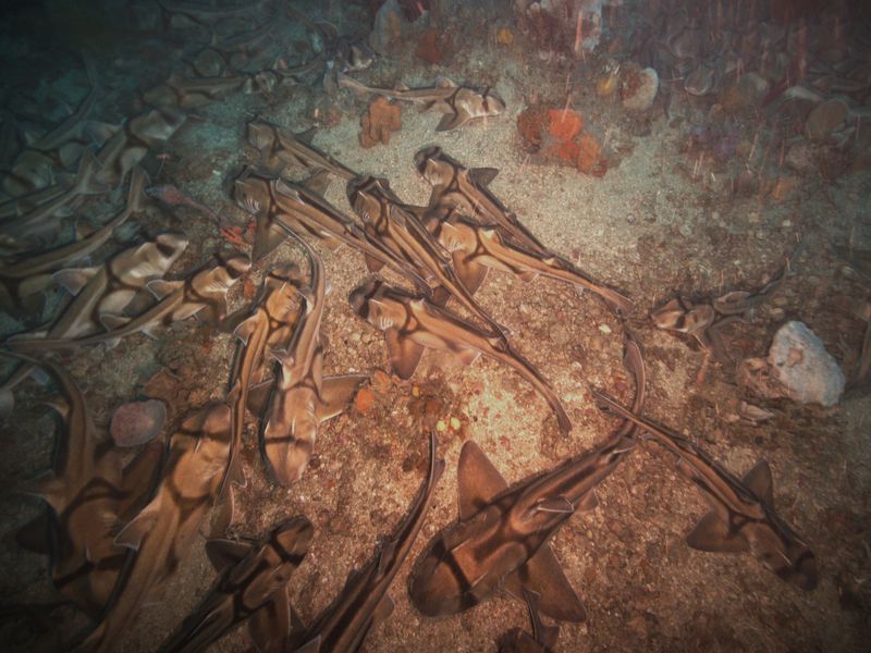 Underwater photo of lots of Port Jackson sharks gathered together on the seafloor.