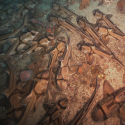 Underwater photo of lots of Port Jackson sharks gathered together on the seafloor.