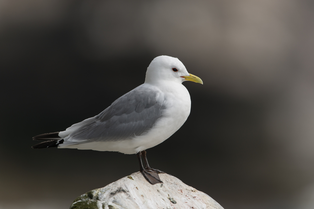 The Black-legged Kittiwake in all its black-legged beauty. The Black-legged Kittiwake in all its black-legged beauty.