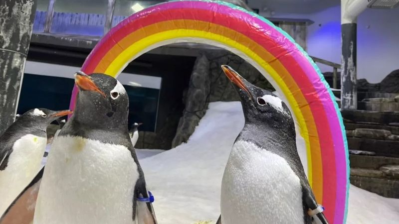 two gentoo penguins standing under a rainbow-shaped inflatable