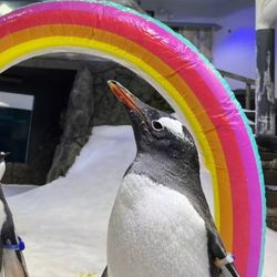 two gentoo penguins standing under a rainbow-shaped inflatable