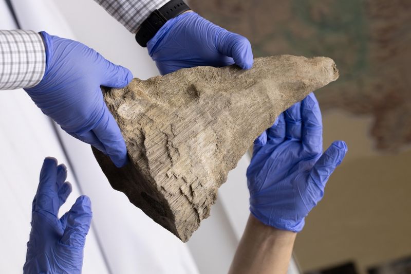 The horn of the woolly rhino has been given to the NEFU Mammoth Museum for further study.