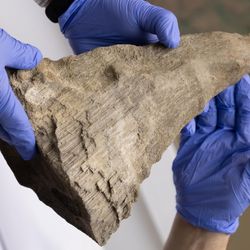 The horn of the woolly rhino has been given to the NEFU Mammoth Museum for further study.