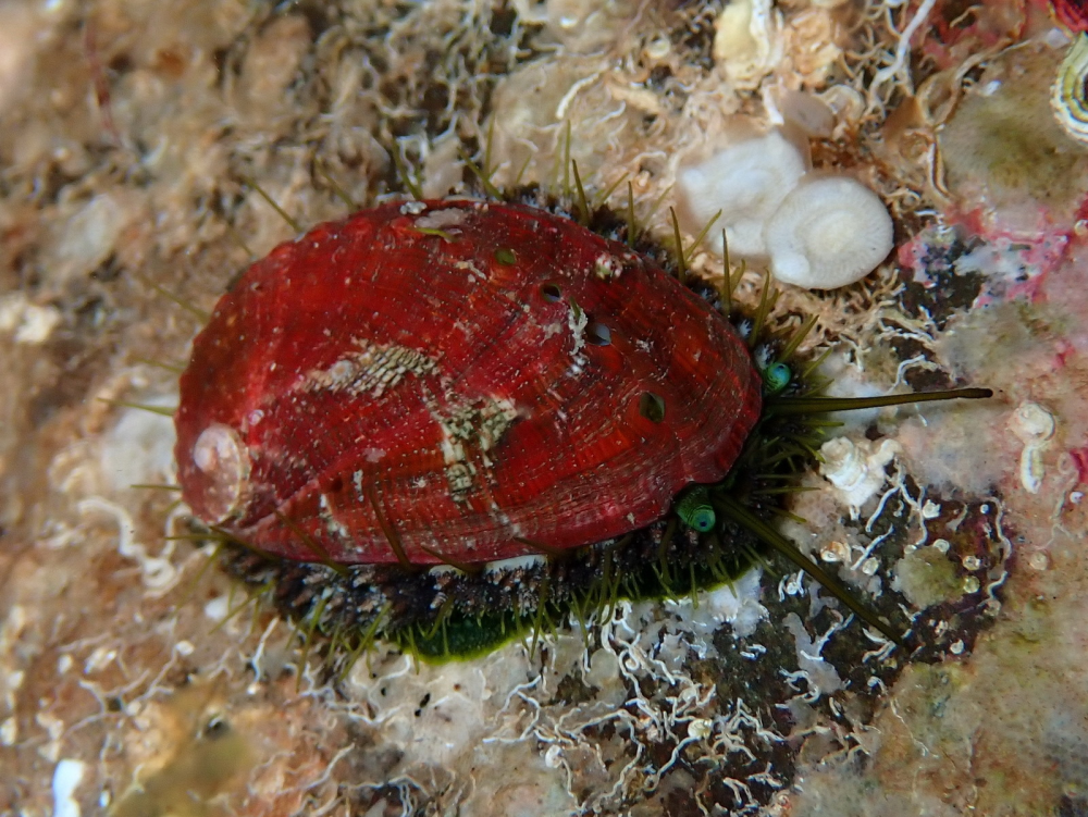 a living abalone scuttling along a rock a living abalone scuttling along a rock