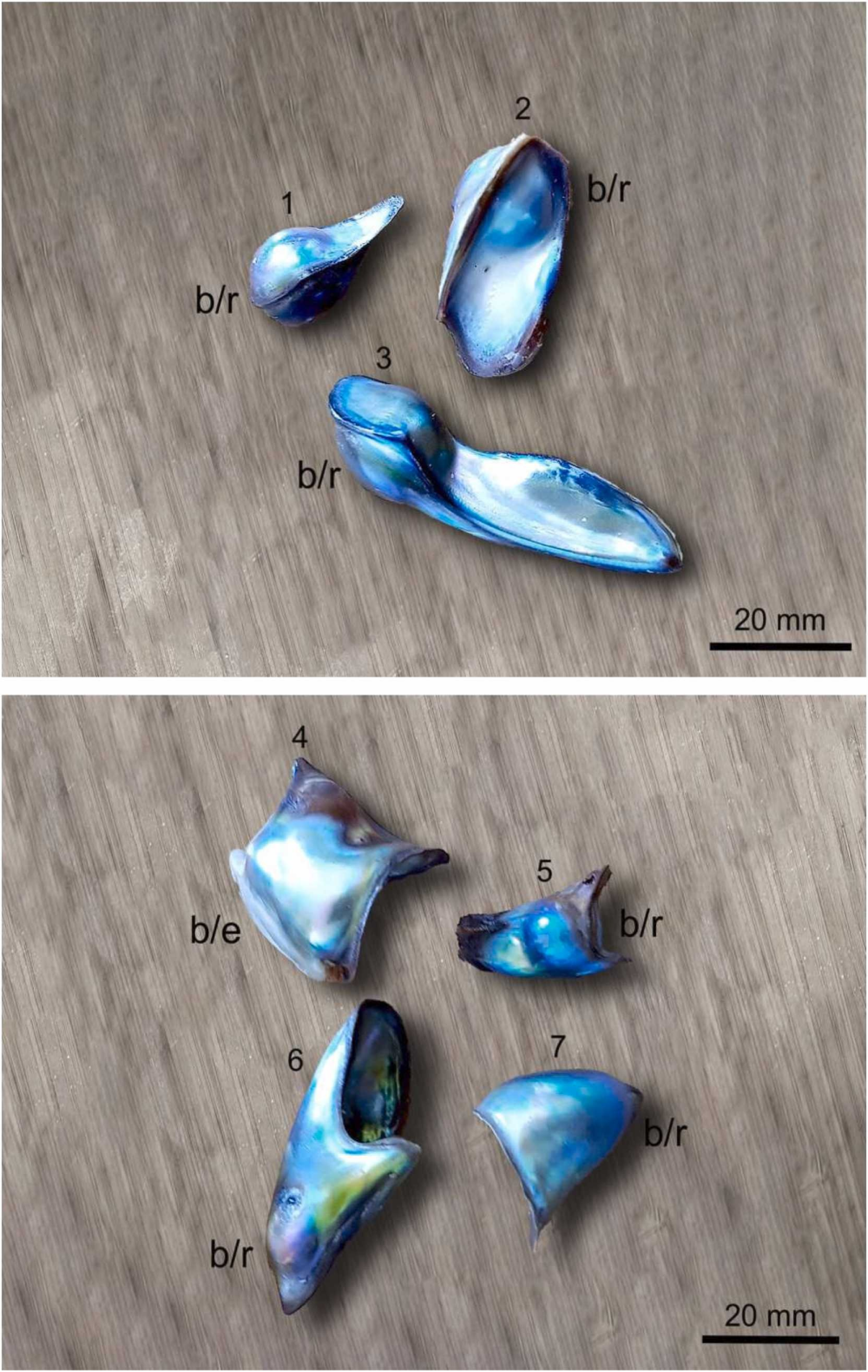 different shapes of abalone pearl different shapes of abalone pearl