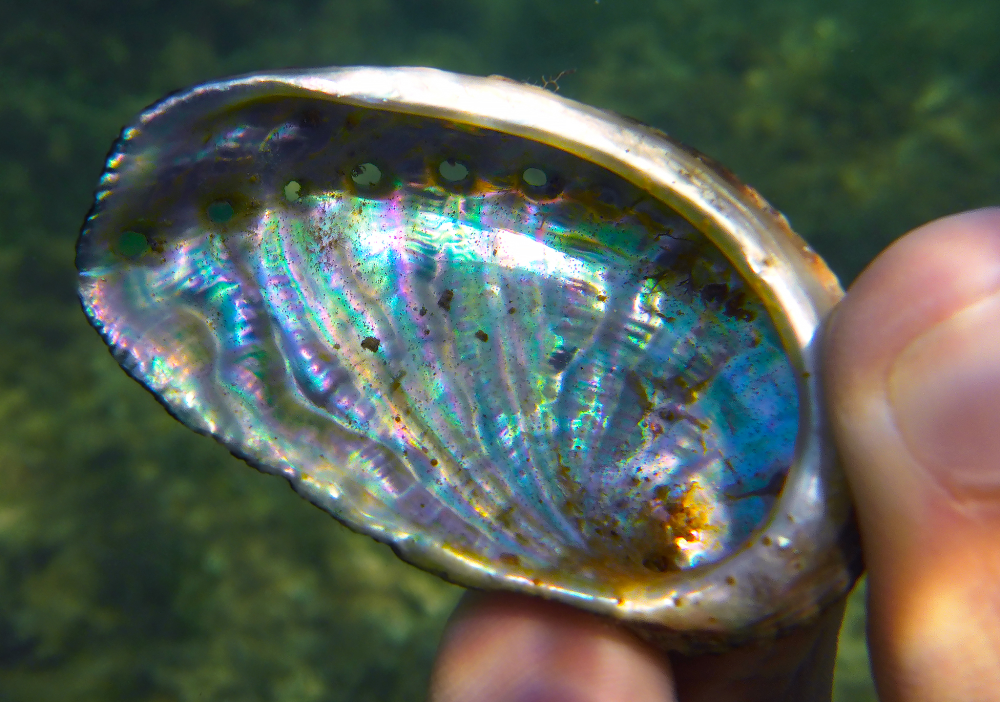 an abalone shell found in the sea an abalone shell found in the sea