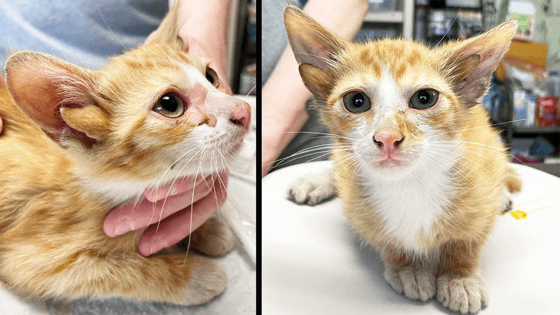 Two pictures of the four-eared kitten Audio. One to the side of his head and one face on showing the extra ears inside the typical ones.