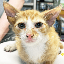 Two pictures of the four-eared kitten Audio. One to the side of his head and one face on showing the extra ears inside the typical ones.