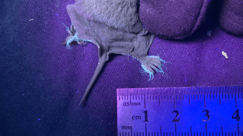 a bats toe bristles glowing green-blue under UV light