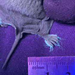 a bats toe bristles glowing green-blue under UV light