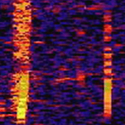 A spectrogram showing The Bloop.