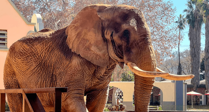 Charlie the African elephant at South Africa's only national zoo.