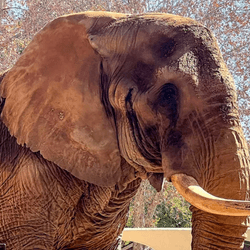Charlie the African elephant at South Africa's only national zoo.