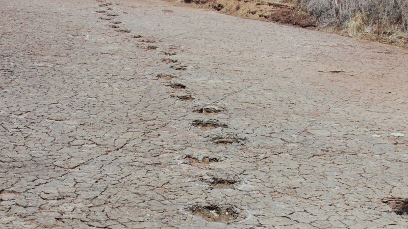a track of dinosaur footprints in ancient sediments