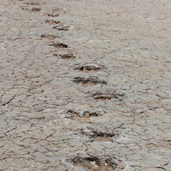 a track of dinosaur footprints in ancient sediments