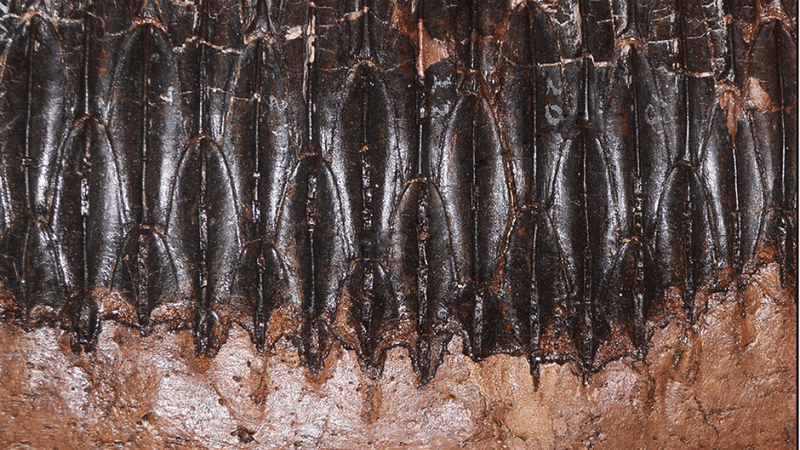 the black overlapping "dental battery" of edmontosaurus