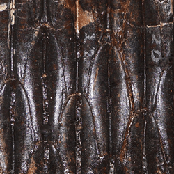 the black overlapping "dental battery" of edmontosaurus
